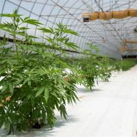 Poly tunnel 10x20 Serre privée de lumière pour la plantation d'herbes