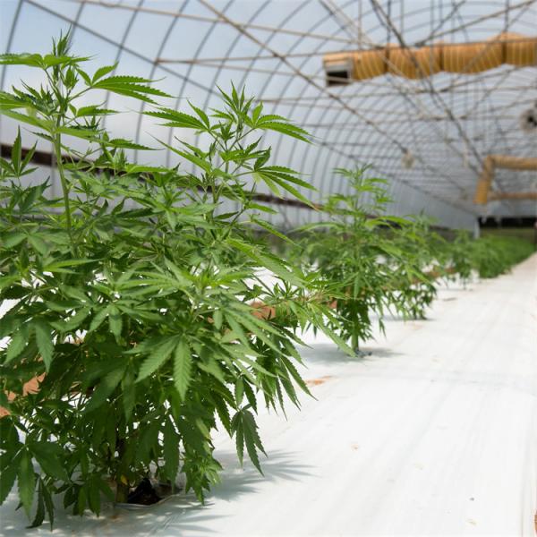 Поли-тунель 10х20 Светоотсутствие теплицы для выращивания трав