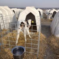 Instalação fácilCalf House Hutch Economia de mão-de-obra protege o animal de hematomas
