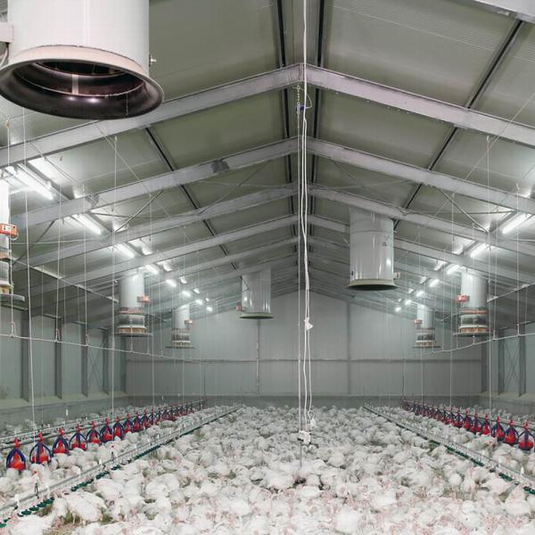 Q235B Galvanized Steel Poultry House / Chicken Coop Steel Frame With Bolts Connection