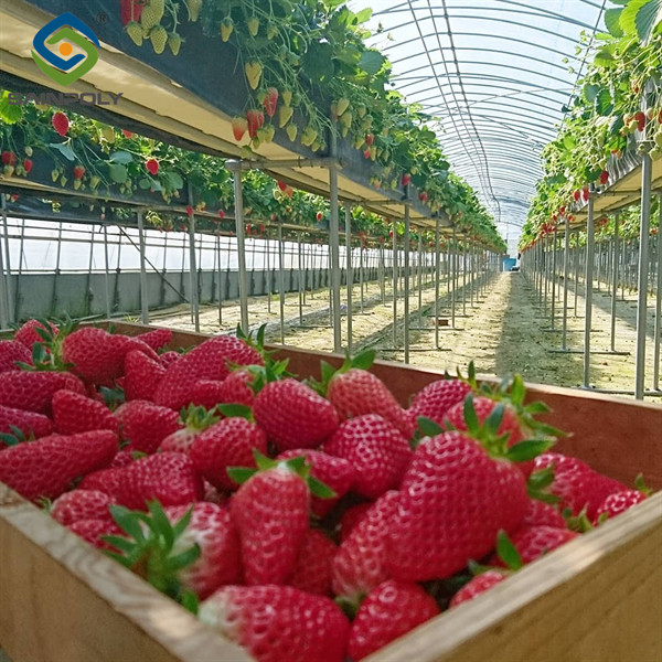 Stable Energy Saving Strawberry Greenhouses With Heating Cooling System