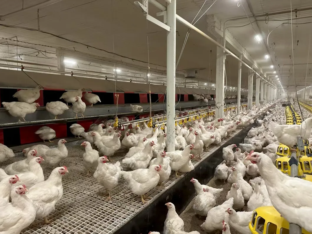 Commercial Fully Automatic Nest Box Poultry Farming Equipment Egg Collection Nest Box