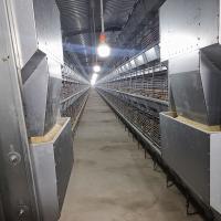 200-300 poulets/cage galvanisée de poulet immersion chaude d'ensemble pour la cage de grilleur de fermes de poulet