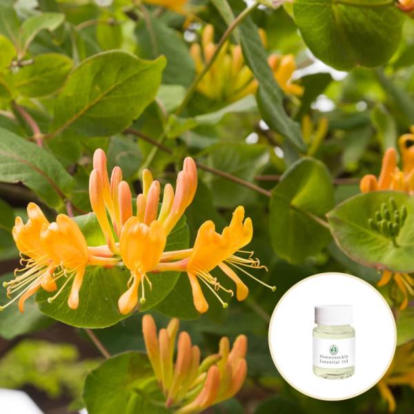 CAS 8023-93-6 Pure Organic Essential Oils Honeysuckle Essential Oil