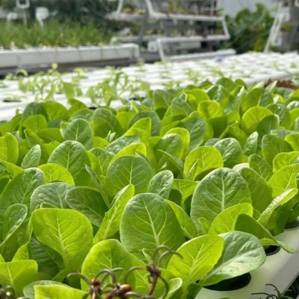 Стеклянная гидропоническая овощная теплица с тенью и стальной конструкцией