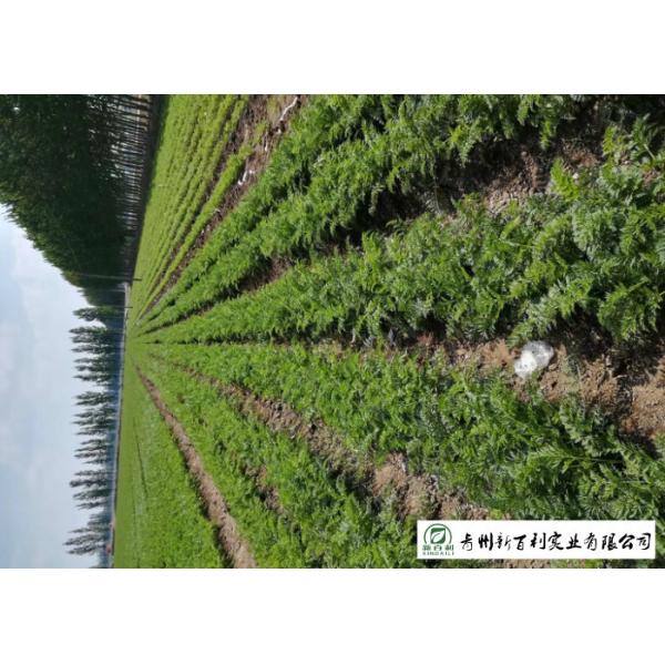 HACCP / GAP Standard Fresh Organic Carrots Own Plantation Supply To Supermarket