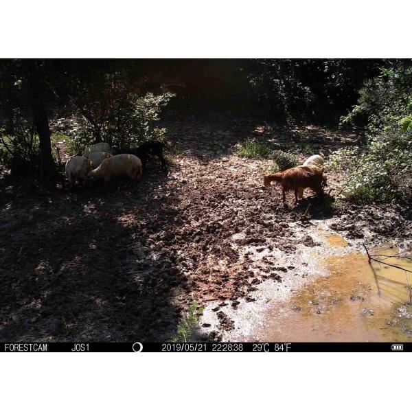 16 скорость ИП66 пуска камеры 1с живой природы нигхттиме Мегапиксел водоустойчивая