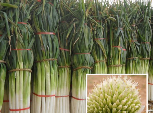 High yield cold and disease resistant super green chinese onion seeds
