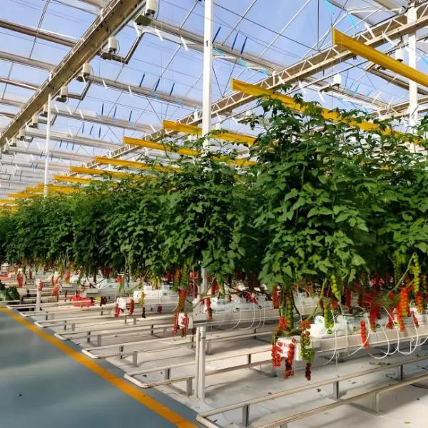Sturdy Structure Double Glass Greenhouse Venlo Type High Light Transmittance