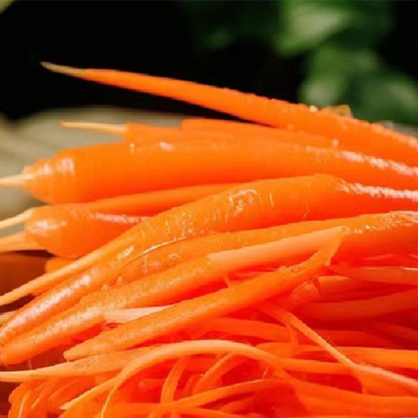 Farm Fresh RAINLAND Organic Orange Red Carrots Pure Natural Agricultural Produce Top Grade 2024 Crop Exported From China