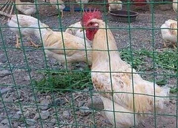 Plain Weave Livestock Fence Panels Security Holland Wire Mesh Fence