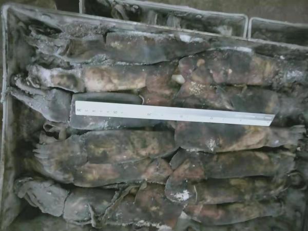 150+G BQF Frozen Black Squid ISO2200 / HACCP Standard