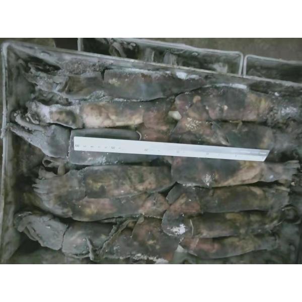 150+G BQF Frozen Black Squid ISO2200 / HACCP Standard