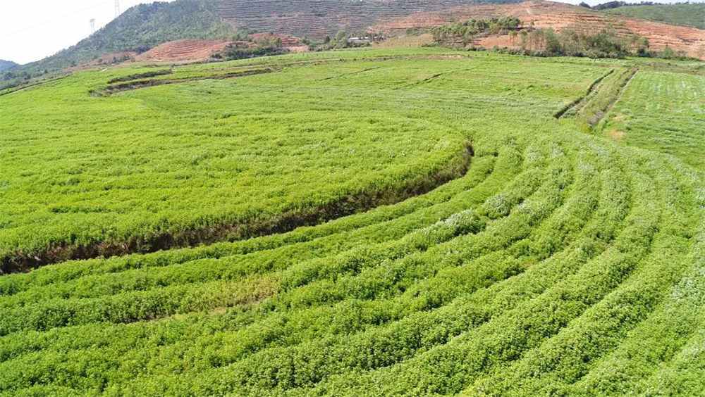 Hubei Yishiyuan Chinese Mugwort Biotechnology Company Limited