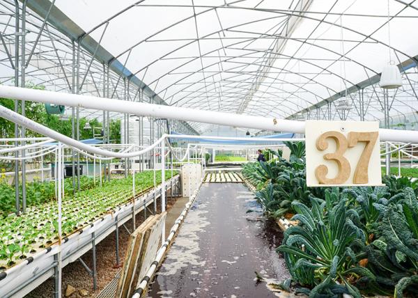 DWC deep water culture Hydroponics System Vertical Hydroponic For Agriculture