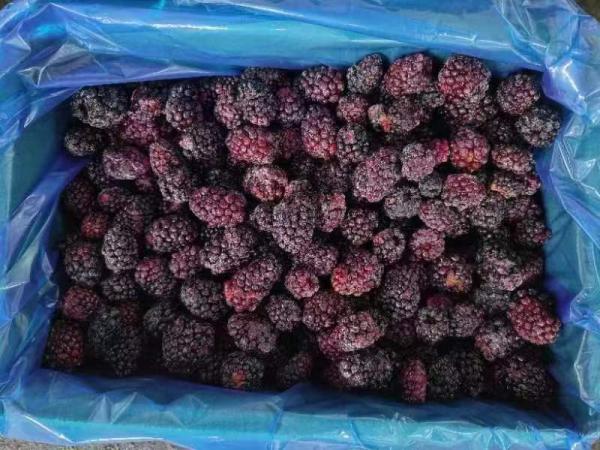 IQF Frozen Fresh Blackberry Frozen Fruit Whole 10kgx1/carton 1kg*10/carton pallet tote HACCP/ISO/KOSHER/BRC