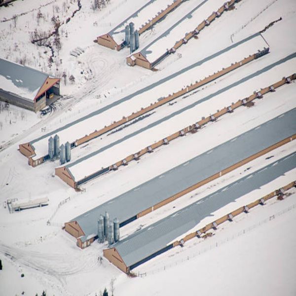 4-Tier H-Type Fully Automatic Layer Cage Hot-Dip Galvanized Poultry Farming Equipment for 10,000 Birds