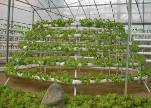Easy Maintenance Nutrient Film Technique System With Strong Adaptability