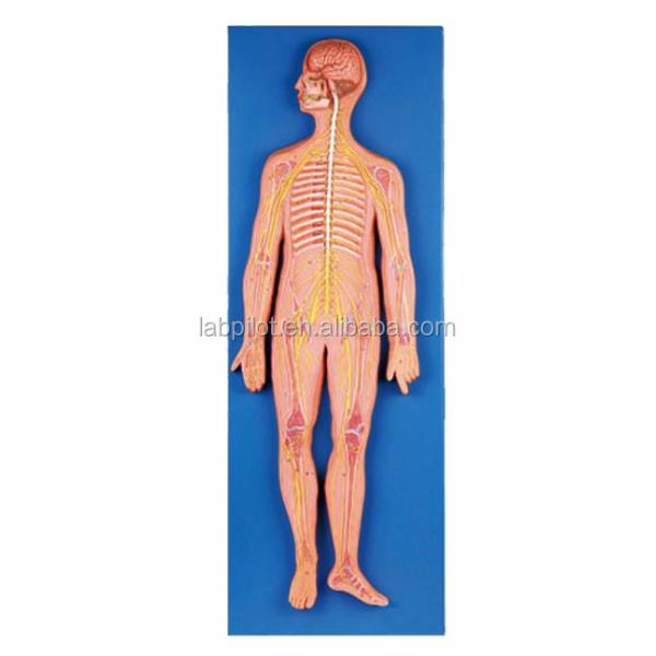 Detailed Human Life Size Anatomical Model for Automatic Nervous System and Torso Organs