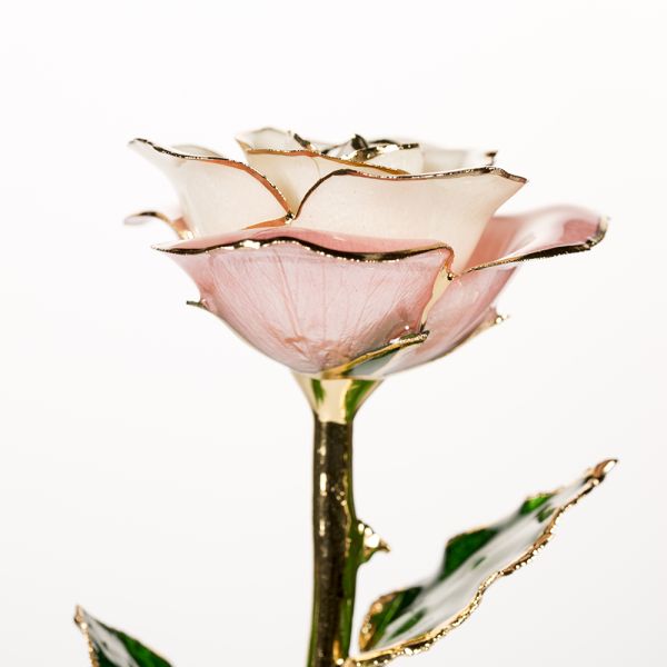 2020 Upgraded 24K Gold Dipped and Trimmed Real Preserved Fresh Eternal Rose Flower Wholesale Preserved Roses Factory