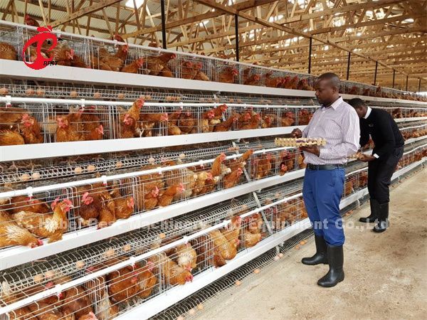 Гальванизированная птицефабрика слой клетка батарея клетка цена в Нигерии Лагос склад Эмили