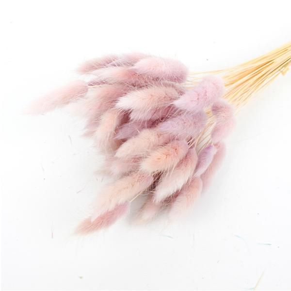 Decorative Dried Rabbit Tail Grass , Indoor Ornamental Grass Bunny Tails