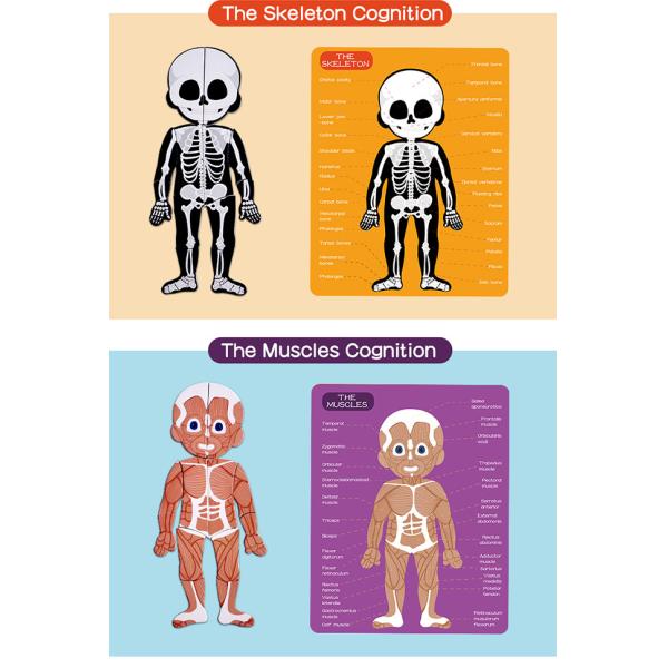 Magnetic Human Body Jigsaw Puzzle Preschool Creative Cognitive Skills Training