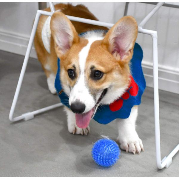 Interactive Natural Rubber Dog Chew Toys Eco Friendly