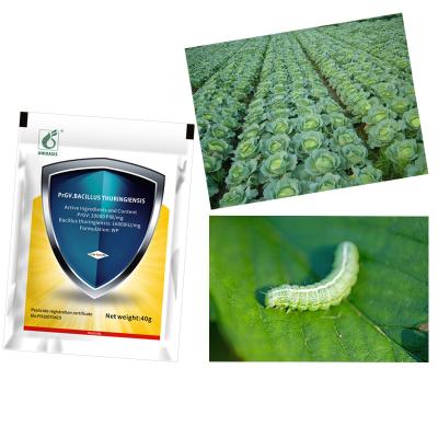 Agricultura Natural Pesticida em pó hidratável Insecticidas Biológicos PrGV Bacillus Thuringiensis Efeito sobre o verme do repolho