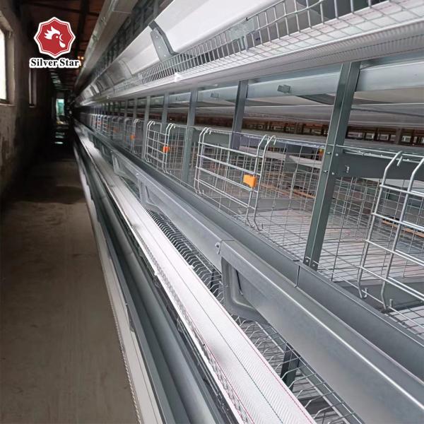 Cage de couche de poulet de type H Équipement de volaille automatique Poules Cage à batterie pour poulet de couche