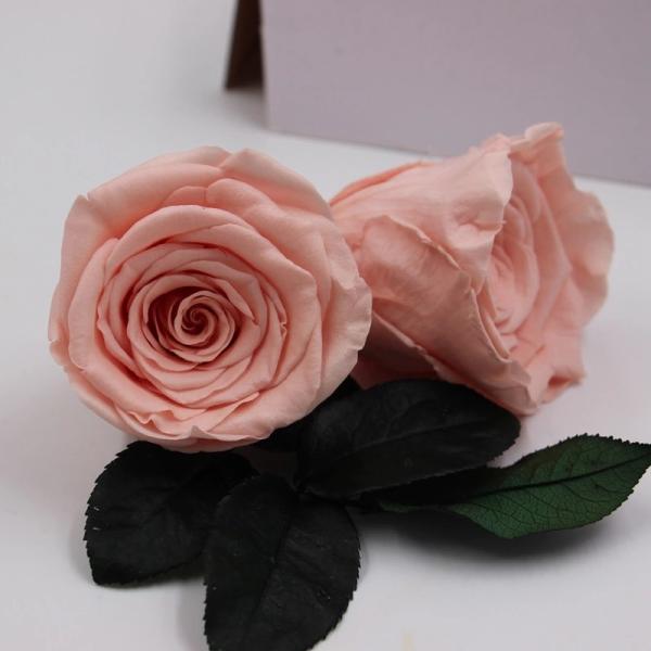 Hot Sale Eternal Rose Flower Preserved Wedding Gifts for Veterans Day