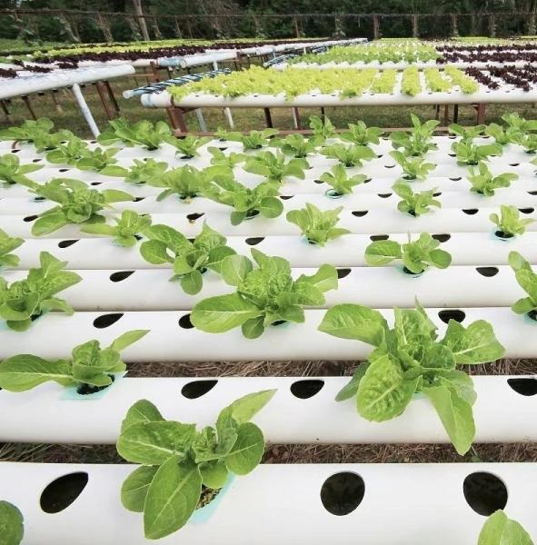 Revolutionize Agriculture with PVC Pipe Drip Irrigation Greenhouse and Fast Shipping