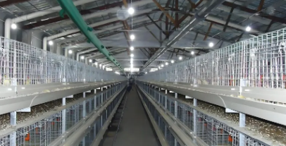 Low Maintenance Cost Stable Structure Prefabricated Steel Chicken Coop for Poultry House Farming