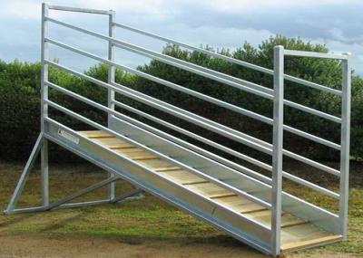 115mm X 42mm Oval Rail Cattle Loading Ramp 300mm Steel Side Sheet