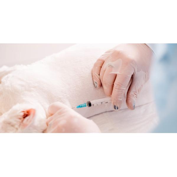 Ménage de catégorie comestible nettoyant les gants libres d'examen de vinyle de PVC de poudre claire