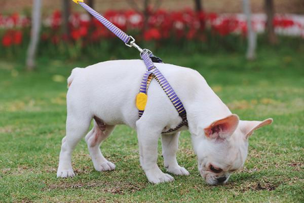 Adjustable Polyester Dog Harness