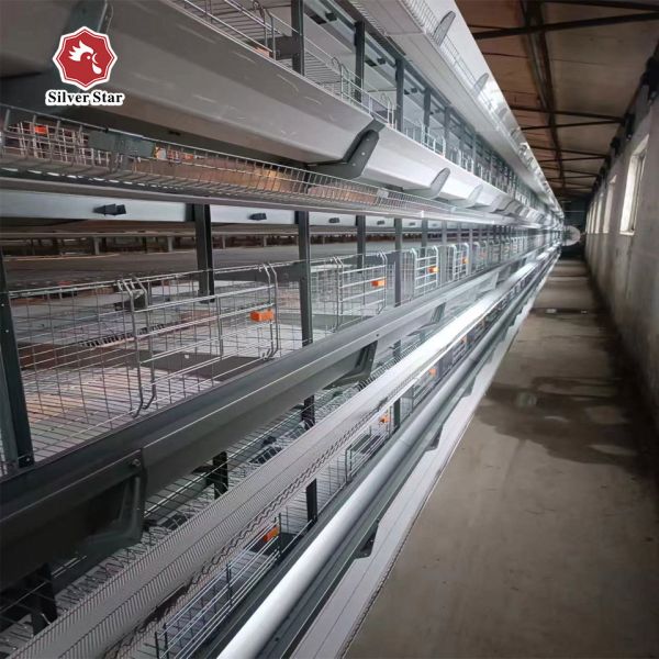 Hot Dip Galvanized Steel High Capacity Poultry Automatic Feeding & Drinking System for Layer Chicken Cage