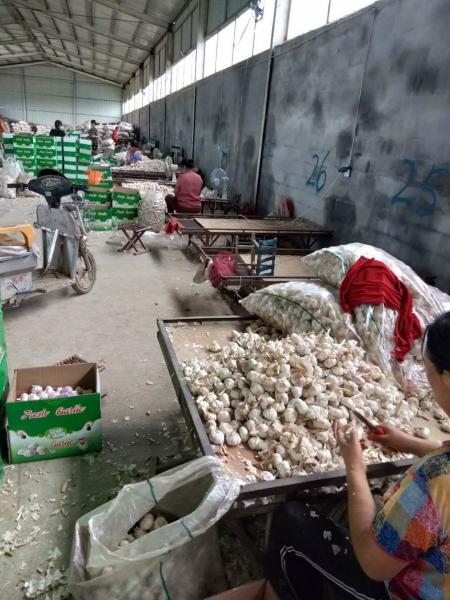 China fresh garlic export to Brazil by Pioneer Garlic Group