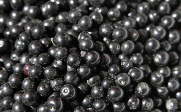 2025 New Corp Top Quality Good Price IQF Frozen Black Currant Frozen Fruits