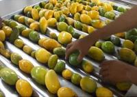 Línea de transformación industrial del mango de 20 t/h certificado de llavero de la solución ISO9001