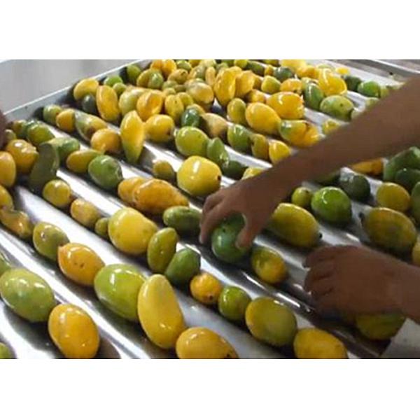 Multi-Product Mango Processing Line – Puree, Juice, and Dried Fruit from One Integrated System