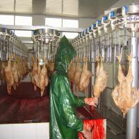 Máquina automática 300BPH da matança da galinha das aves domésticas Halal a 10000BPH