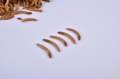 57% Protein Yellow Bulk Dried Pet Food Mealworms Powder