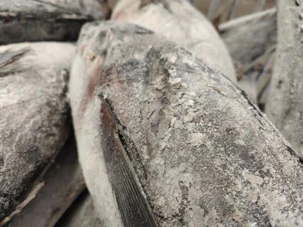 HACCP Approved 10 - 20KG Frozen Yellowfin Tuna WR