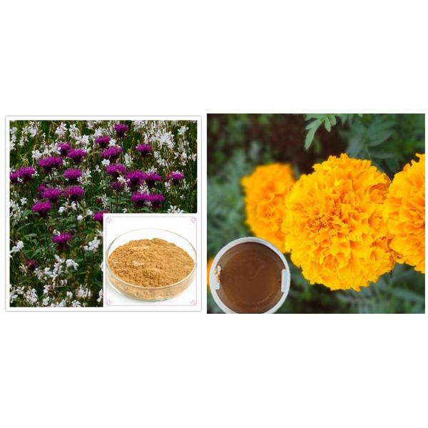 Equipo de extracción de hierbas Máquina de concentración de hierbas a baja temperatura