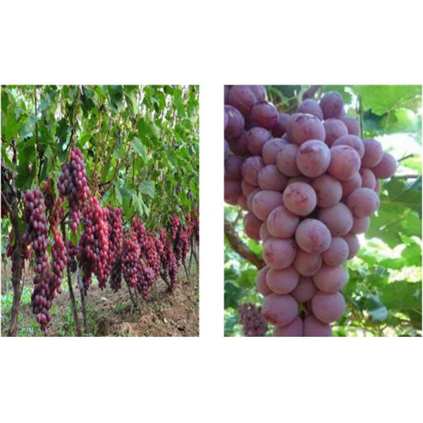 Хлор удобрения аминокислоты 30% Foliar свободный для регулятора роста овоща плодов