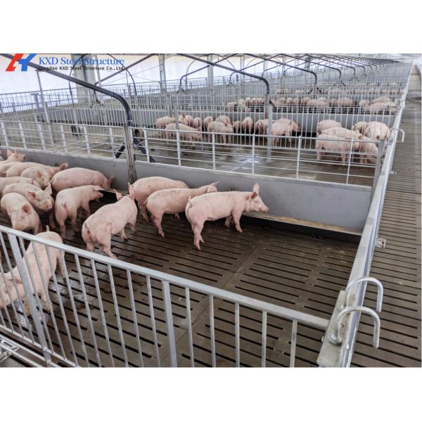 Customized Piggery Shed Steel Structure Animal Husbandry Green House