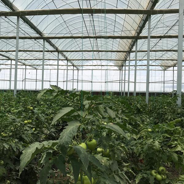 Automatic Agricultural Multi-Span Film Greenhouses with Cooling Pad and Exhaust Fans