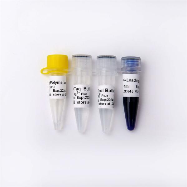 Taq DNA Polymerase for DNA Amplification