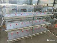 Le grilleur multi de volaille galvanisé par biens mettent en cage la grande capacité